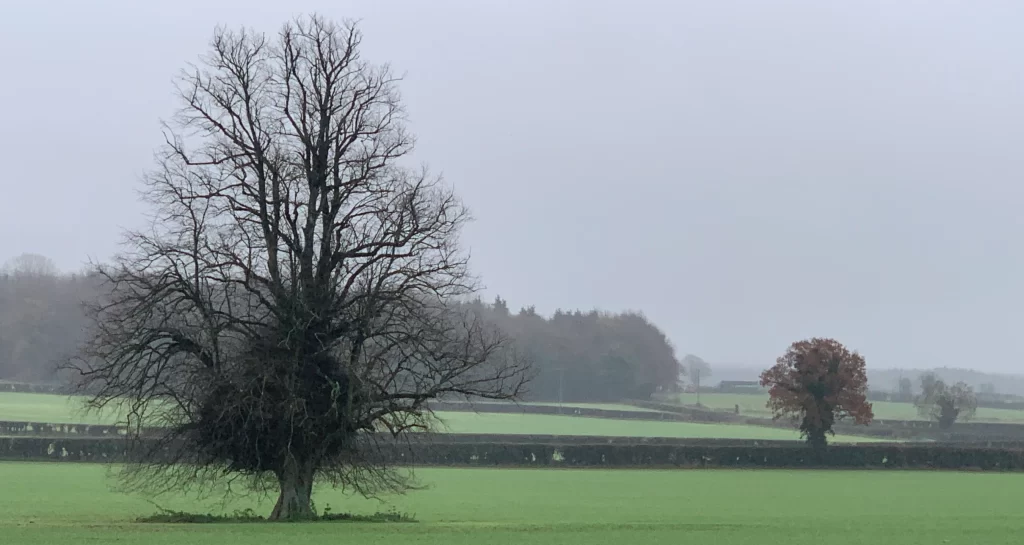 Single tree in field